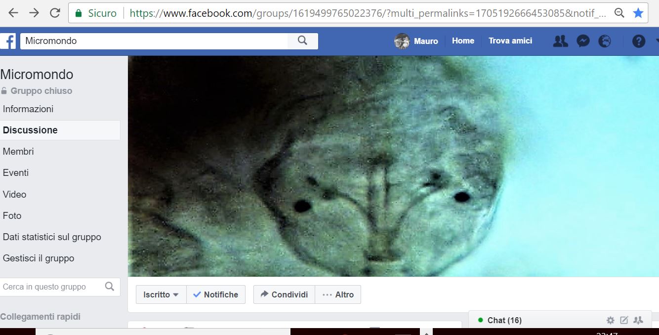 Didium sp attacca un Tardigrado! Possibile?